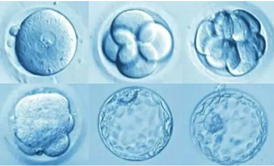 4BA的囊胚视为优质囊胚