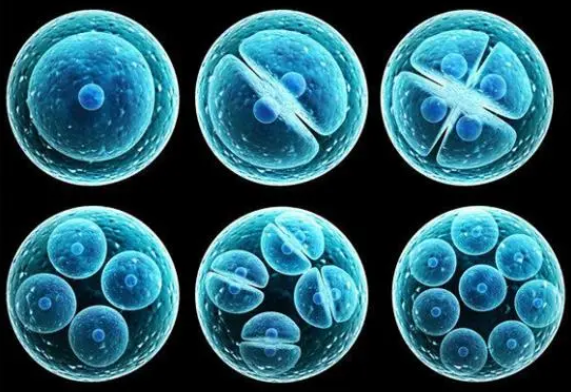第三天的囊胚一般会有8个细胞