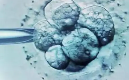 每个医院培养囊胚的技术不同
