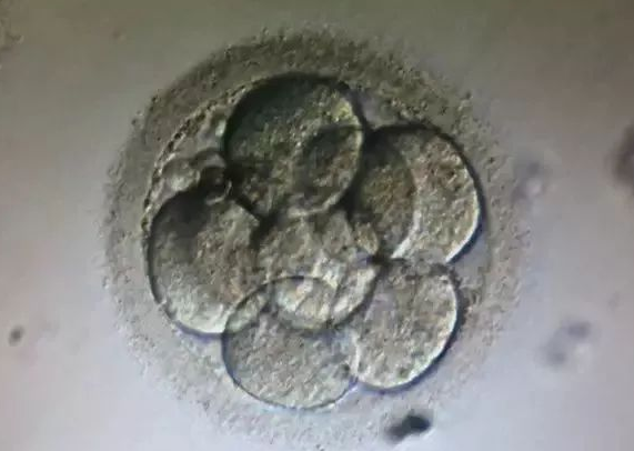第三天胚胎8细胞刚刚好