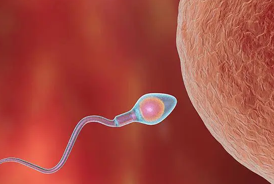 试管婴儿是在体外培养胚胎
